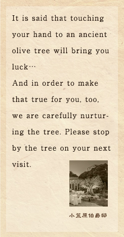 It is said that touching your hand to an ancient olive tree will bring you luck… And in order to make that true for you, too, we are carefully nurturing the tree. Please stop by the tree on your next visit.
