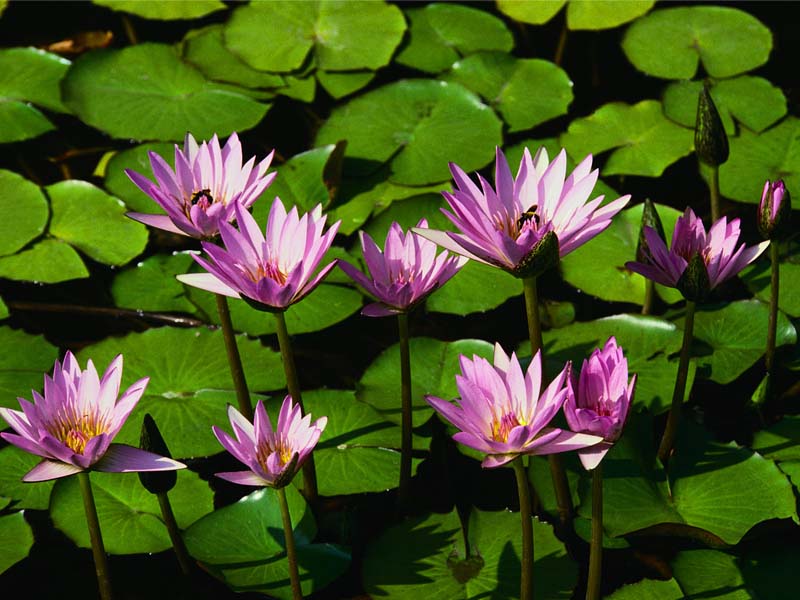 water-lilies